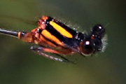 Orange Threadtail (Nososticta solida)